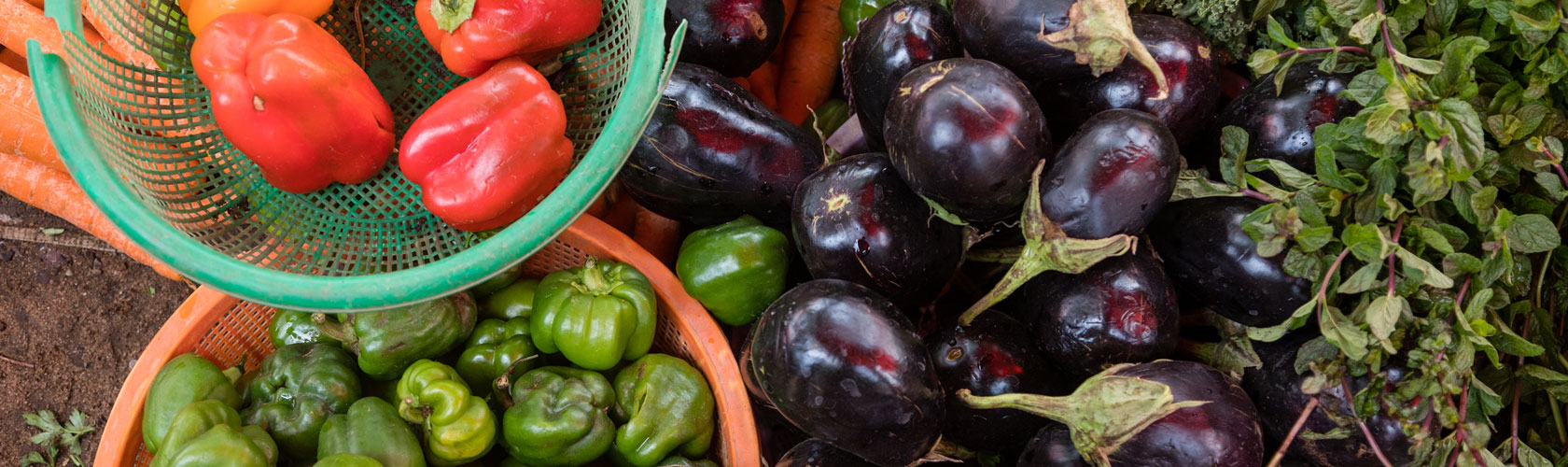 From Commitments to Action: The importance of the CFS Voluntary Guidelines for a Coalition for Action on Healthy Diets from Sustainable Food Systems