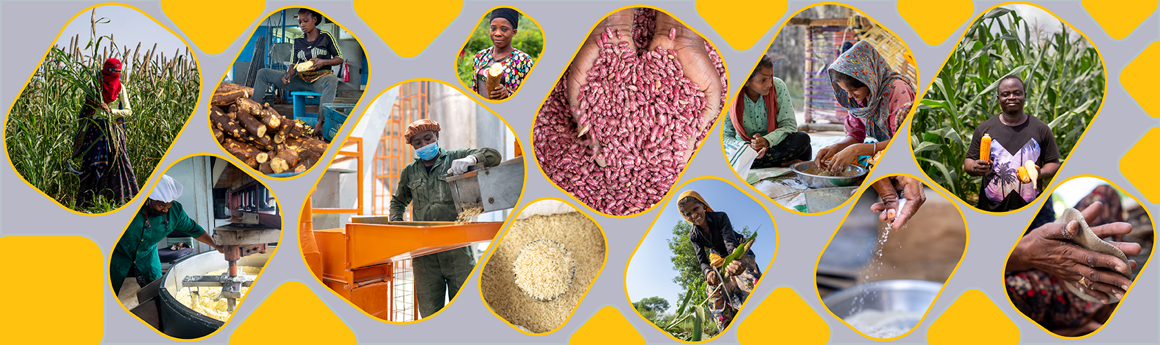 Scaling up Nutrient Enriched Foods through Policy: The Role of Public Support Programmes