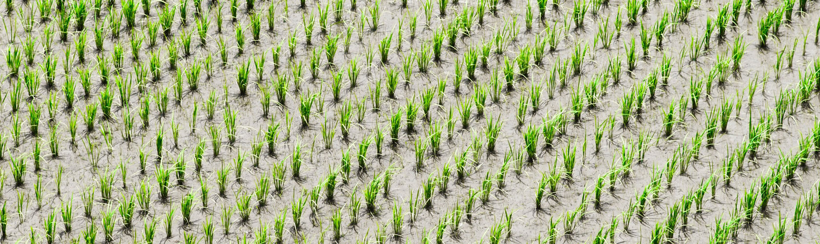 Rice Fortification – An opportunity to improve nutrition in West Africa