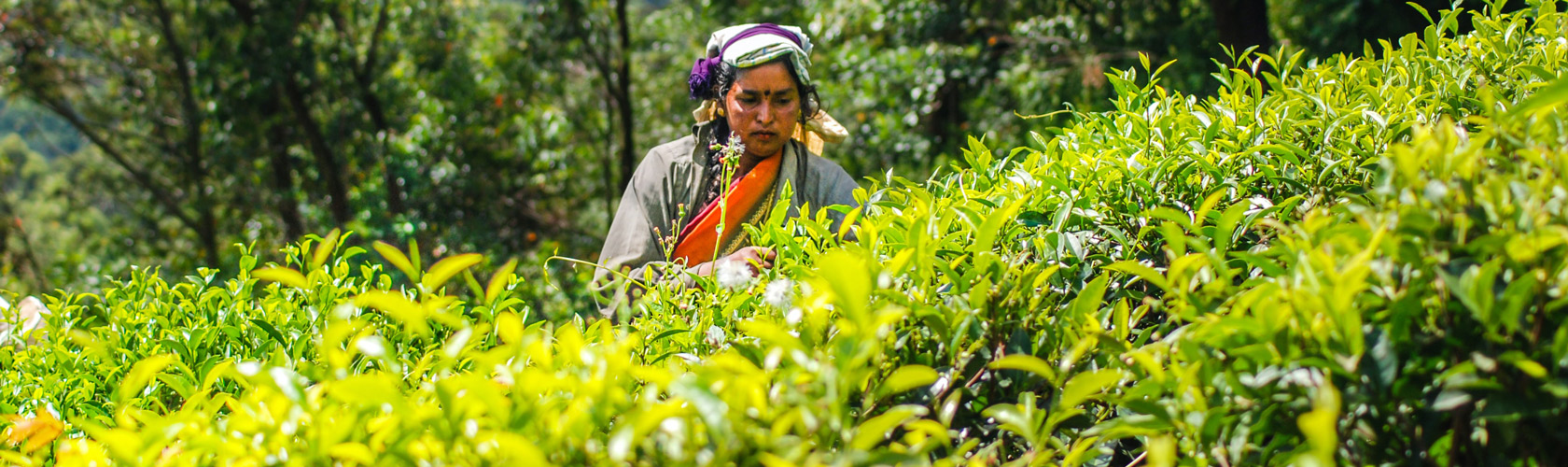 Nutrition at Work Webinar