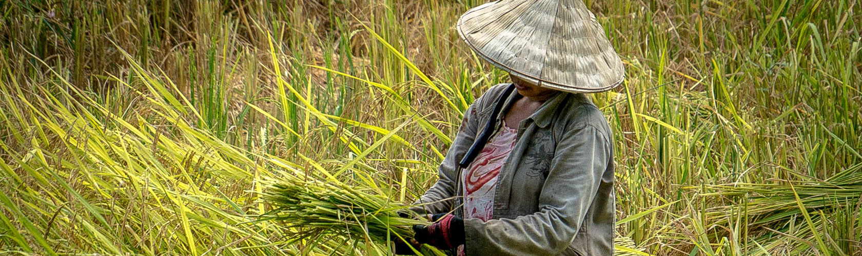 Closing the evidence gap for food systems transformation – enabling access to data and providing evidence to monitor progress