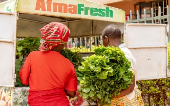 Two women loading vegetables in the back of a truck in Kenya Two women loading vegetables in the back of a truck in Kenya