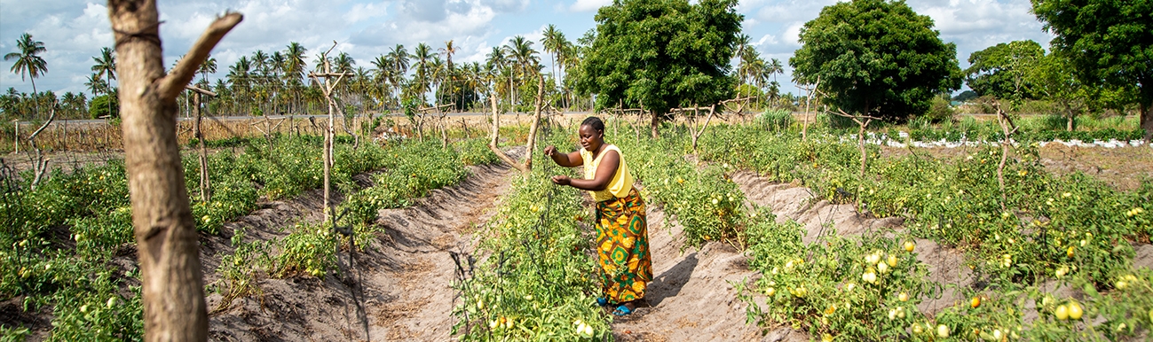 Science of new IPCC report makes clear: we ignore Food Systems at our peril 
