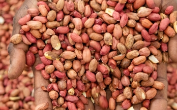 Integrated Value Chain Development for Nutritious and Safe Food