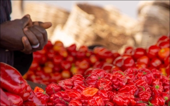 Beliefs, values, and sociocultural patterns related to food safety in low- and middle-income countries: A synthesis of the descriptive ethnographic literature