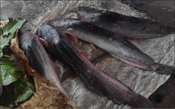 Assessing Food Safety Interventions Relevant to Foodborne Zoonoses in Low- and Middle-Income Countries