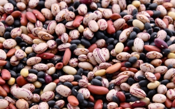 Assessing the Coverage of Biofortified Foods: Development and Testing of Methods and Indicators in Musanze, Rwanda 